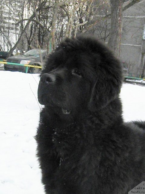 Фото: ньюфаундленд Zhdanny Syn Vialiki Miadzvedz