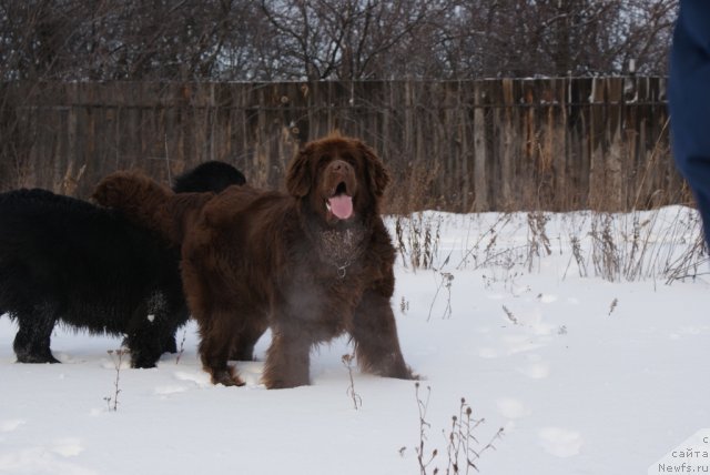 Фото: ньюфаундленд Garmoniya (Гармония)