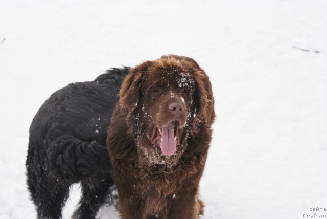 Фото: ньюфаундленд Garmoniya (Гармония)