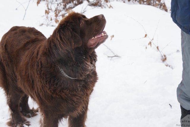Фото: ньюфаундленд Garmoniya (Гармония)