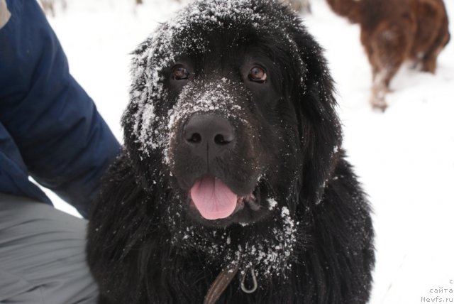 Фото: ньюфаундленд YUnita Barhatnaya noch' (Юнита Бархатная ночь)