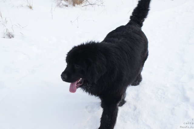 Фото: ньюфаундленд YUnita Barhatnaya noch' (Юнита Бархатная ночь)