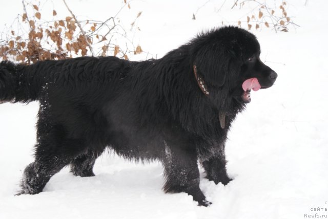 Фото: ньюфаундленд YUnita Barhatnaya noch' (Юнита Бархатная ночь)