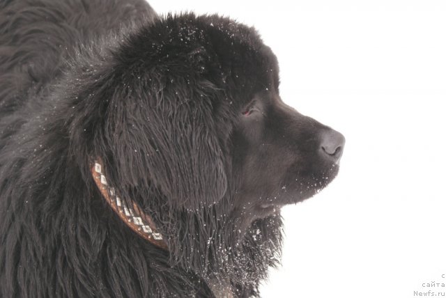 Фото: ньюфаундленд YUnita Barhatnaya noch' (Юнита Бархатная ночь)