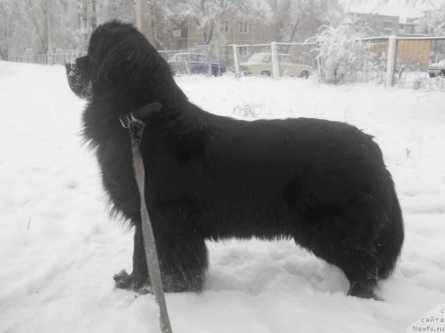 Фото: ньюфаундленд Kaliforniya iz Medvej'ego YAra (Калифорния из Медвежьего Яра)