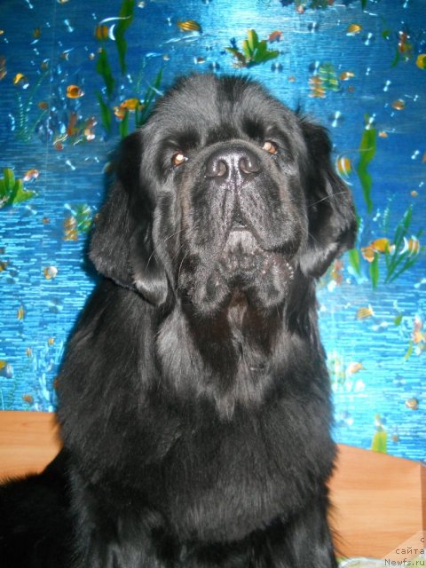 Фото: ньюфаундленд Kaliforniya iz Medvej'ego YAra (Калифорния из Медвежьего Яра)