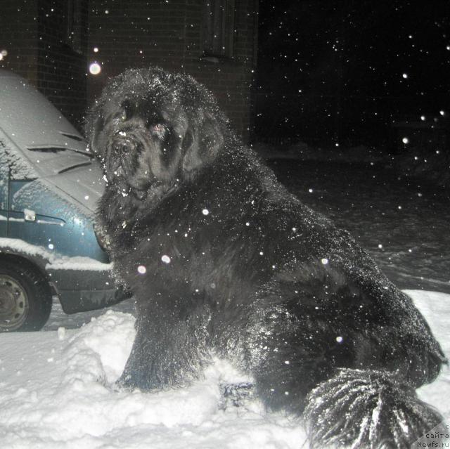 Фото: ньюфаундленд Potap Talisman (Потап Талисман)