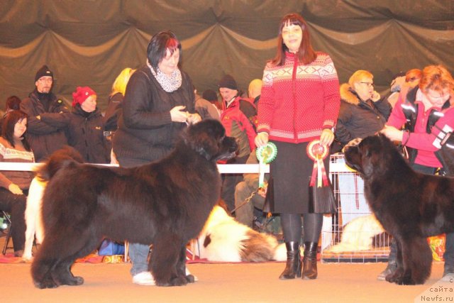 Фото: ньюфаундленд Vaikonniemen Unstoppable BMW