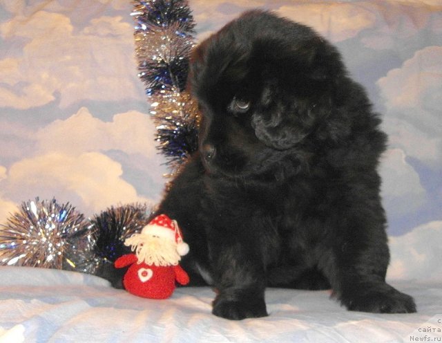 Фотография № 85147