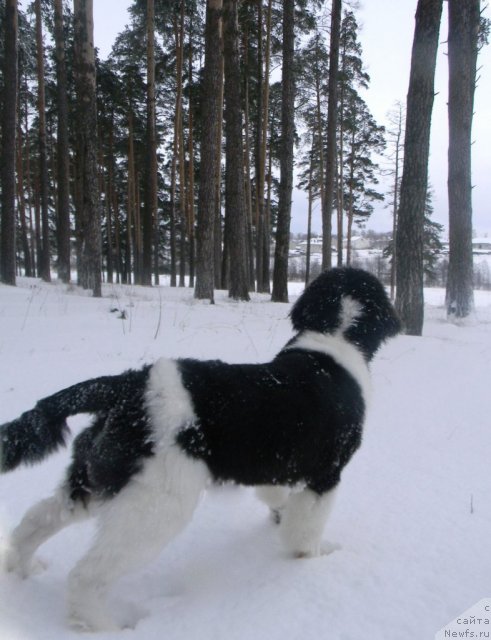 Фото: ньюфаундленд CHinzano Asti ot Sibirskogo Medvedya (Чинзано Асти от Сибирского Медведя)