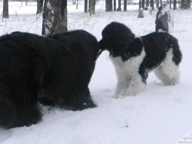 Фото: ньюфаундленд CHinzano Asti ot Sibirskogo Medvedya (Чинзано Асти от Сибирского Медведя), ньюфаундленд Potap YUniter (Потап Юнитер)