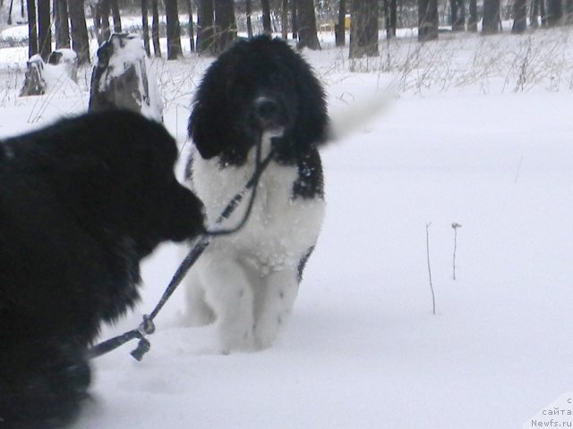 Фото: ньюфаундленд CHinzano Asti ot Sibirskogo Medvedya (Чинзано Асти от Сибирского Медведя), ньюфаундленд Potap YUniter (Потап Юнитер)