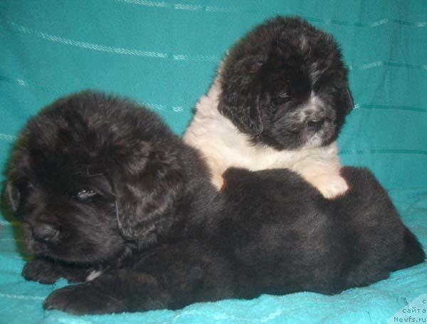 Фото: ньюфаундленд Super Bizon Baton (Супер Бизон Батон), ньюфаундленд Super Bizon Byerrimor (Супер Бизон Бэрримор)