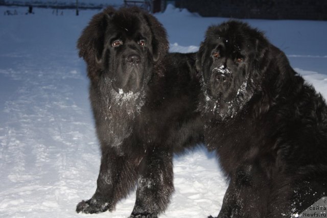Фото: ньюфаундленд Beguschaya po Volnam Zero Kool (Бегущая по Волнам Зеро Коол), ньюфаундленд Fortuna of Giant's Island