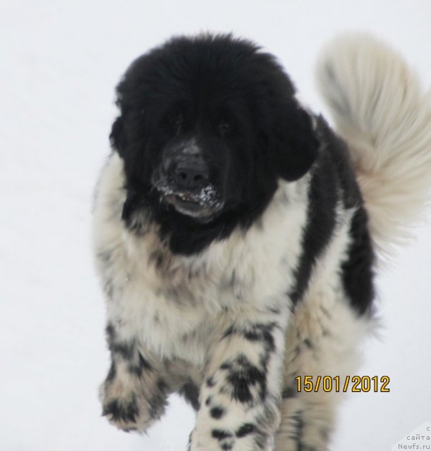 Фото: ньюфаундленд Super Bizon Ekaterinburg (Супер Бизон Екатеринбург)