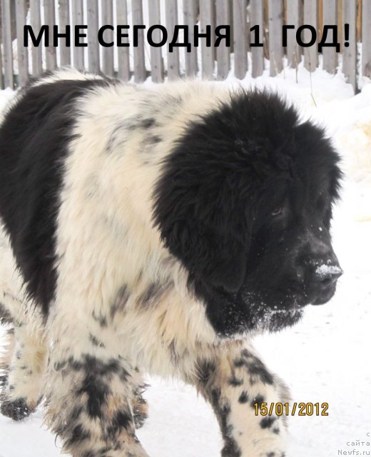 Фото: ньюфаундленд Super Bizon Ekaterinburg (Супер Бизон Екатеринбург)