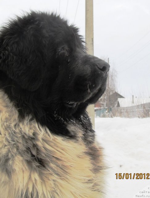 Фото: ньюфаундленд Super Bizon Ekaterinburg (Супер Бизон Екатеринбург)