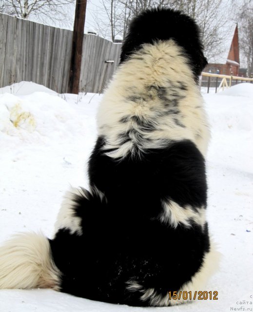 Фото: ньюфаундленд Super Bizon Ekaterinburg (Супер Бизон Екатеринбург)
