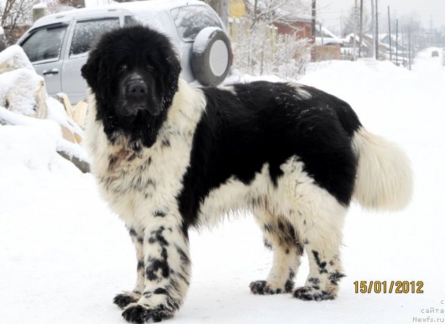 Фото: ньюфаундленд Super Bizon Ekaterinburg (Супер Бизон Екатеринбург)