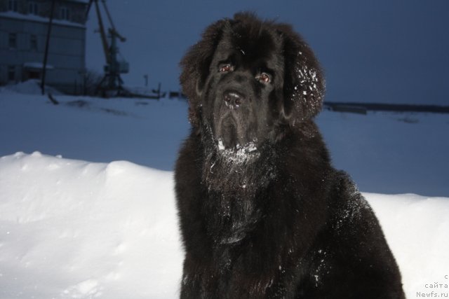 Фото: ньюфаундленд Beguschaya po Volnam Zero Kool (Бегущая по Волнам Зеро Коол)