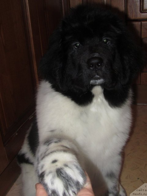 Фото: ньюфаундленд Skazochnaya Kroha Primadonna Byel' (Сказочная Кроха Примадонна Бэль), ньюфаундленд Skazochnaya Kroha Primadonna Byel' (Сказочная Кроха Примадонна Бэль)
