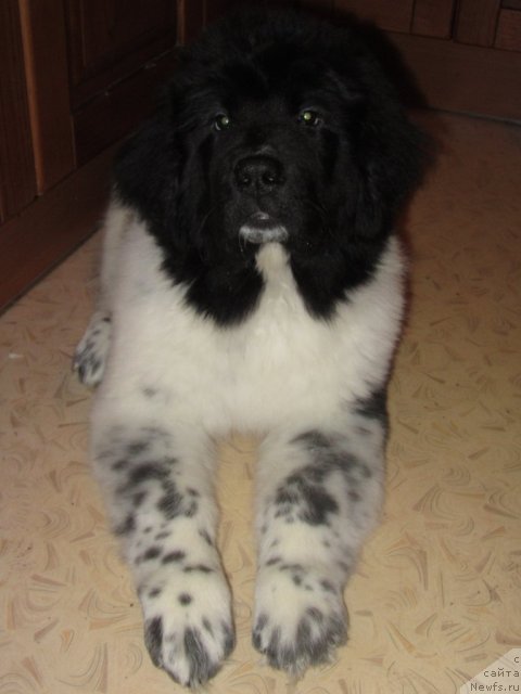 Фото: ньюфаундленд Skazochnaya Kroha Primadonna Byel' (Сказочная Кроха Примадонна Бэль)