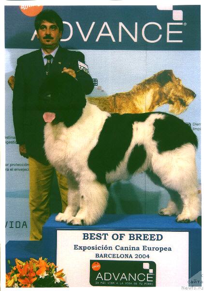 Фото: ньюфаундленд Threeponds Council Cup Bogart