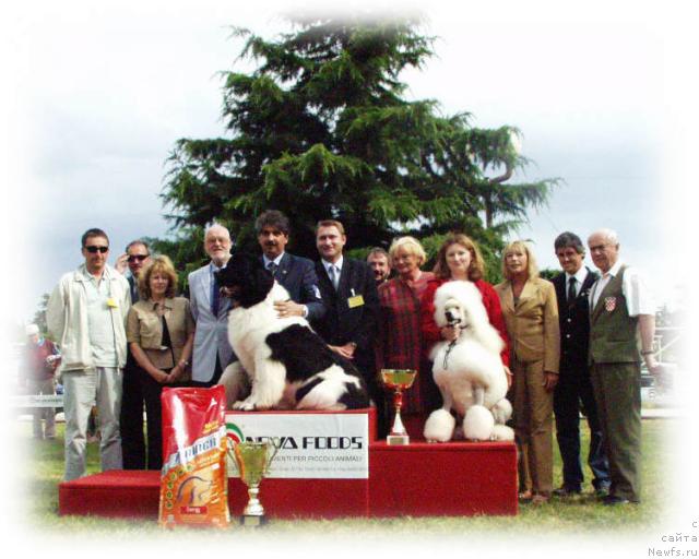 Фото: ньюфаундленд Threeponds Council Cup Bogart