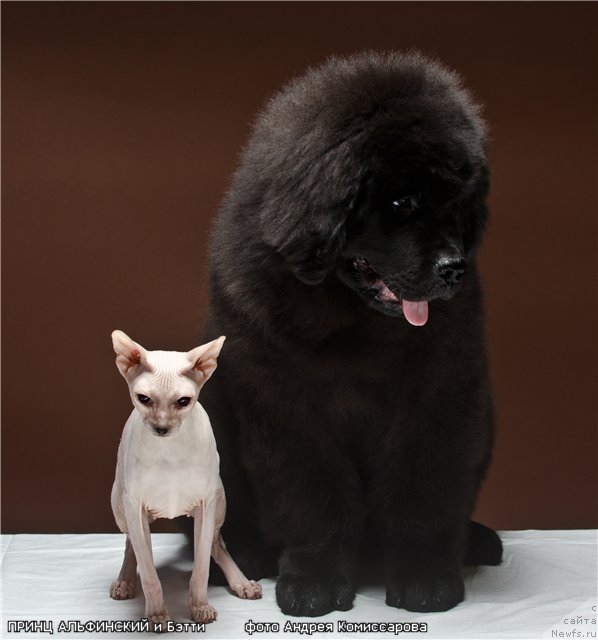 Фото: ньюфаундленд Princ Al'finskiy (Принц Альфинский)