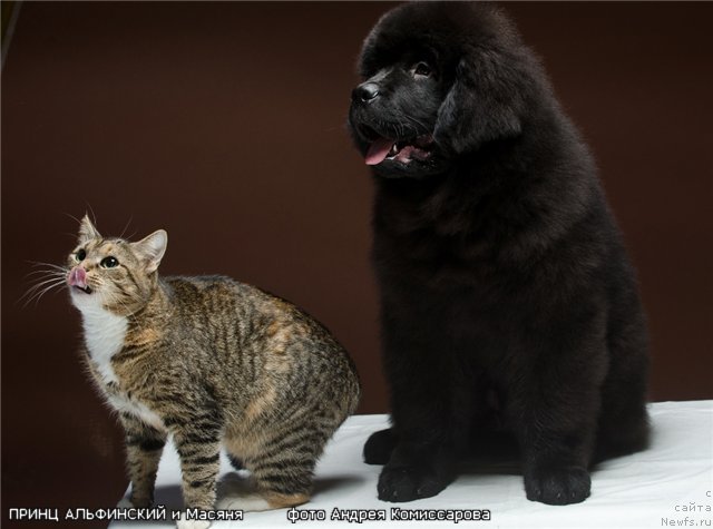 Фото: ньюфаундленд Princ Al'finskiy (Принц Альфинский)