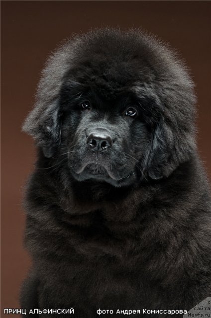 Фото: ньюфаундленд Princ Al'finskiy (Принц Альфинский)