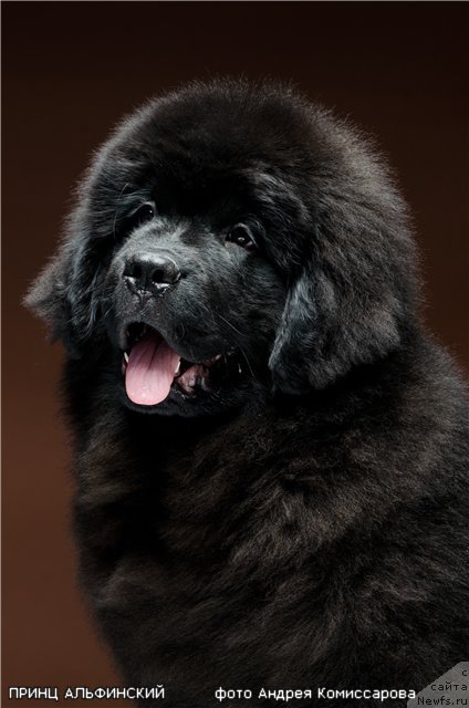 Фото: ньюфаундленд Princ Al'finskiy (Принц Альфинский)