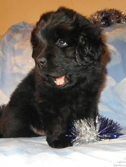 Фото: ньюфаундленд Odna Snejinka iz Plemeni Kedra (Одна Снежинка из Племени Кедра)