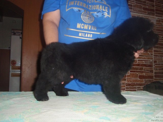 Фото: дети, ньюфаундленд Arabella Statnaya Mulatka (Арабелла Статная Мулатка)