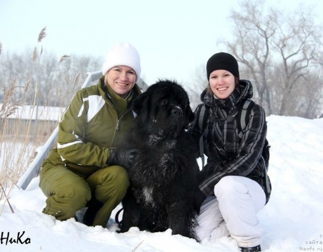 Фото: ньюфаундленд Aquatoriya Kelvin Lambordghini (Акватория Келвин Ламборджини)