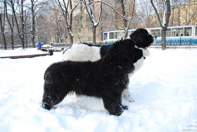 Фотография № 85347