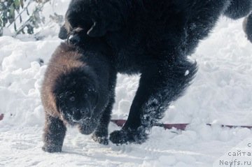 Фото: ньюфаундленд Aquatoriya Kelvin Kilimandzharo (Акватория Келвин Килиманджаро)