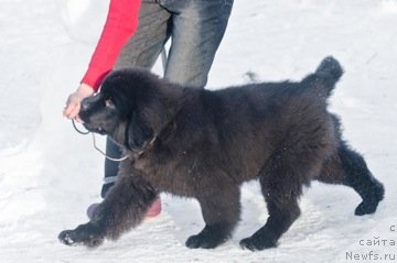 Фото: ньюфаундленд Princ Al'finskiy (Принц Альфинский)