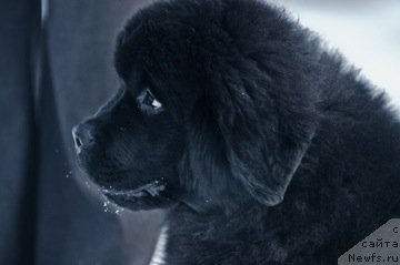 Фото: ньюфаундленд Princ Al'finskiy (Принц Альфинский)