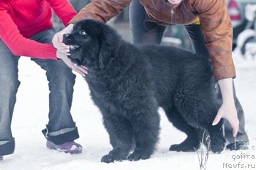 Фото: ньюфаундленд Princ Al'finskiy (Принц Альфинский)