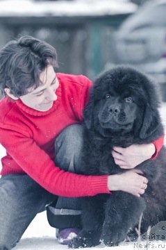 Фото: Oksana Volkova (Оксана Волкова), ньюфаундленд Princ Al'finskiy (Принц Альфинский)