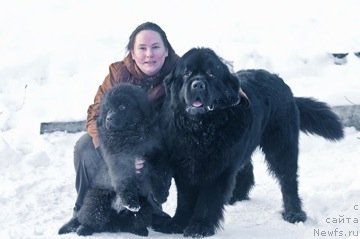 Фото: ньюфаундленд Aquatoriya Kelvin Kilimandzharo (Акватория Келвин Килиманджаро), Tat'yana Komissarova (Татьяна Комиссарова), ньюфаундленд Princ Al'finskiy (Принц Альфинский)