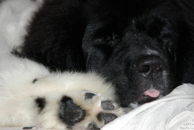 Фото: ньюфаундленд CHaruyuschaya Vzglyadom ot Sibirskogo Medvedya (Чарующая Взглядом от Сибирского Медведя)