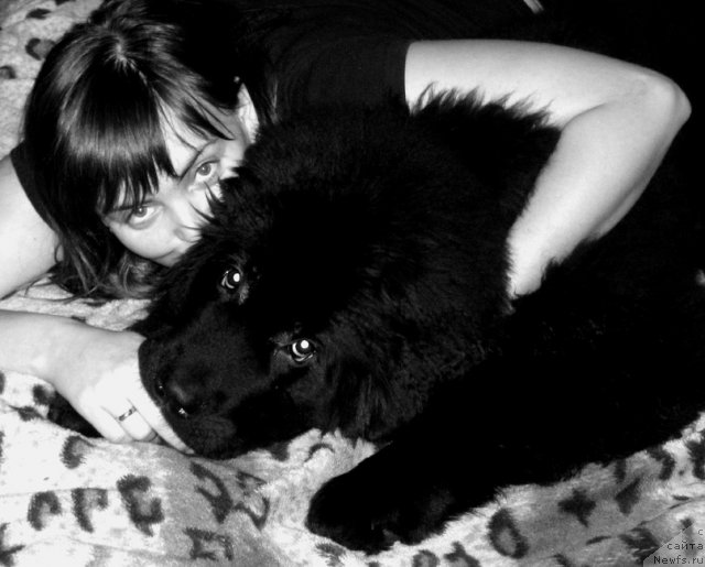 Фото: Anastasiya Myachina (Анастасия Мячина), ньюфаундленд Pitern'yuf Need for Speed (Питерньюф Неед фор Спеед)