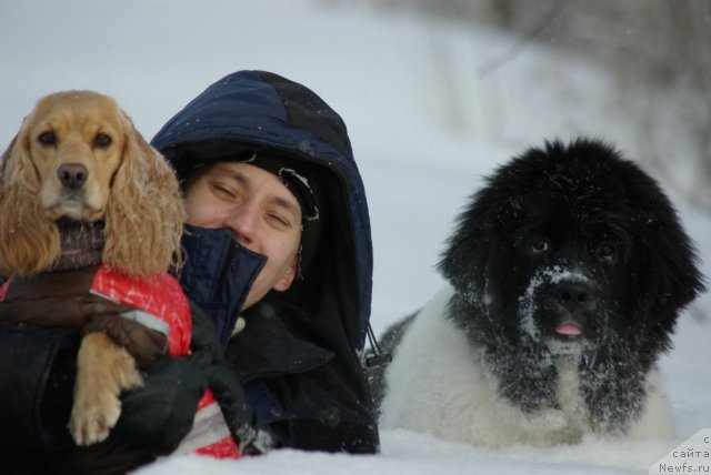 Фото: ньюфаундленд CHaruyuschaya Vzglyadom ot Sibirskogo Medvedya (Чарующая Взглядом от Сибирского Медведя)