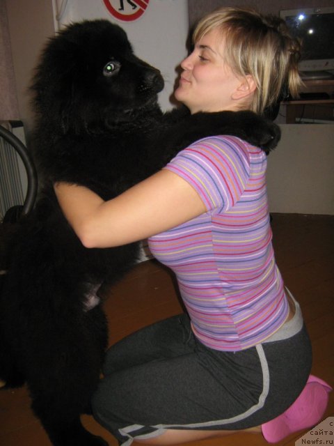 Фото: ньюфаундленд Pitern'yuf Need for Speed (Питерньюф Неед фор Спеед)