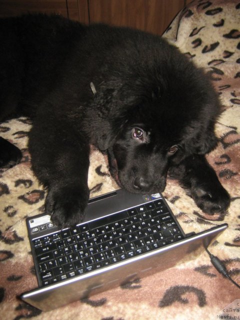 Фото: ньюфаундленд Pitern'yuf Need for Speed (Питерньюф Неед фор Спеед)