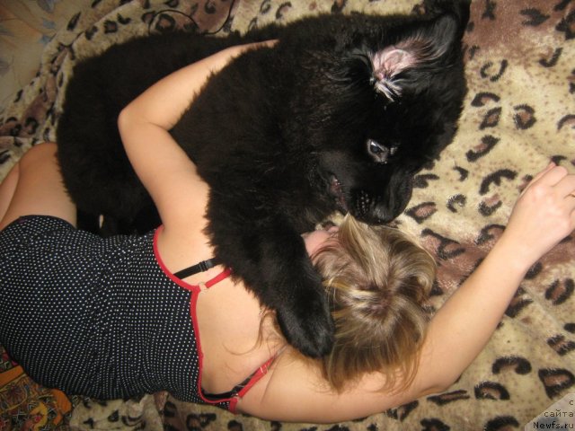 Фото: ньюфаундленд Pitern'yuf Need for Speed (Питерньюф Неед фор Спеед), Anastasiya Myachina (Анастасия Мячина)