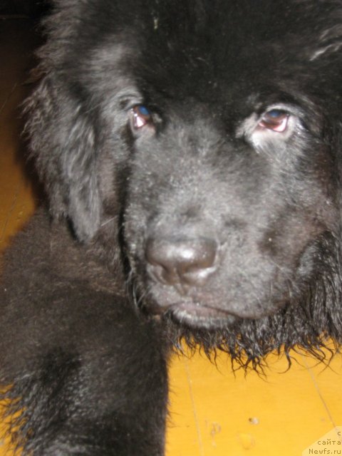 Фото: ньюфаундленд Pitern'yuf Need for Speed (Питерньюф Неед фор Спеед)