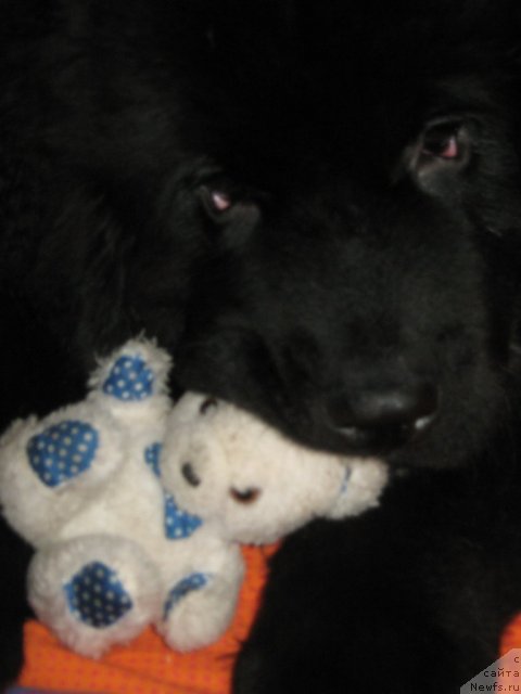 Фото: ньюфаундленд Pitern'yuf Need for Speed (Питерньюф Неед фор Спеед)